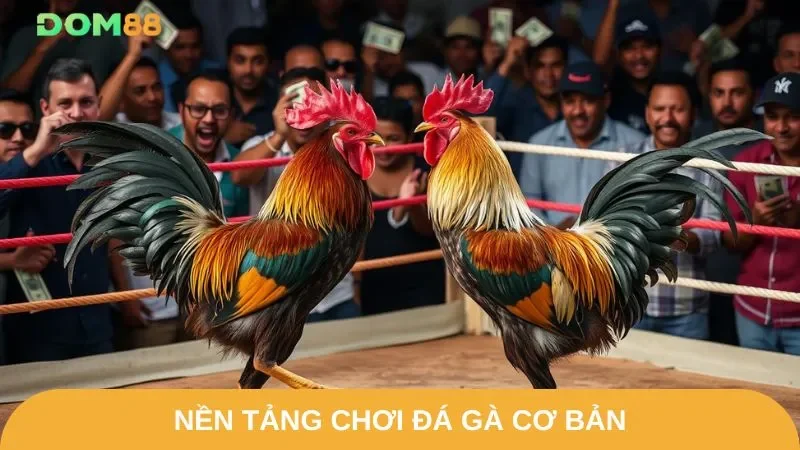 Bí quyết chơi đá gà – Nắm vững nền tảng cơ bản cùng DOM88